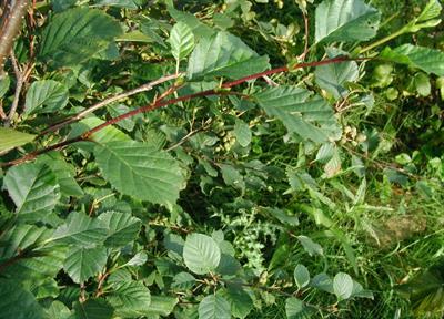 Alnus subcordata - توسکای ییلاقی